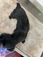 Odin, a male Miniature Schnauzer for sale in Red Springs, NC – 5 of 5