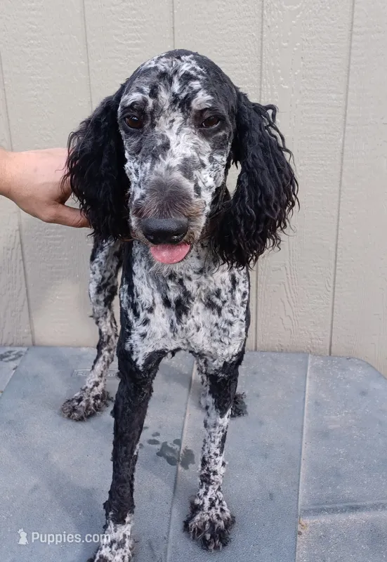 Ragnar AKC/CKC – Poodle - Standard  puppy for sale in Red Springs, NC