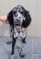 Ragnar AKC/CKC, a male Poodle - Standard  for sale in Red Springs, NC – 1 of 3