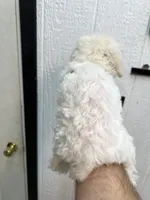 Sarah , a female Maltese for sale in Red Springs, NC – 2 of 5