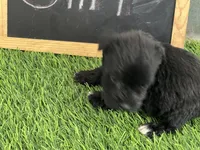 AKC BLACK , a female Miniature Schnauzer for sale in Red Springs, NC – Photo 5 of 5