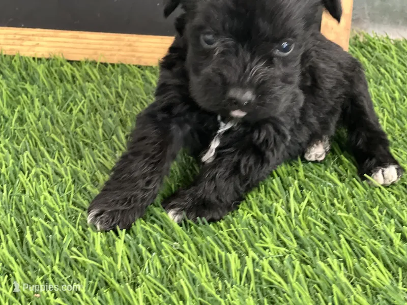AKC BLACK , a female Miniature Schnauzer for sale in Red Springs, NC – Photo 1 of 5