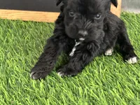 AKC BLACK , a female Miniature Schnauzer for sale in Red Springs, NC – Photo 1 of 5