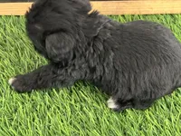 AKC BLACK , a female Miniature Schnauzer for sale in Red Springs, NC – Photo 4 of 5