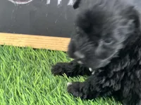 AKC BLACK , a female Miniature Schnauzer for sale in Red Springs, NC – Photo 3 of 5