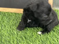 AKC BLACK , a female Miniature Schnauzer for sale in Red Springs, NC – Photo 2 of 5