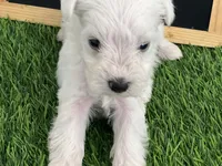 AKC MIKE , a male Miniature Schnauzer for sale in Red Springs, NC – Photo 2 of 3
