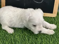 AKC MIKE , a male Miniature Schnauzer for sale in Red Springs, NC – Photo 3 of 3