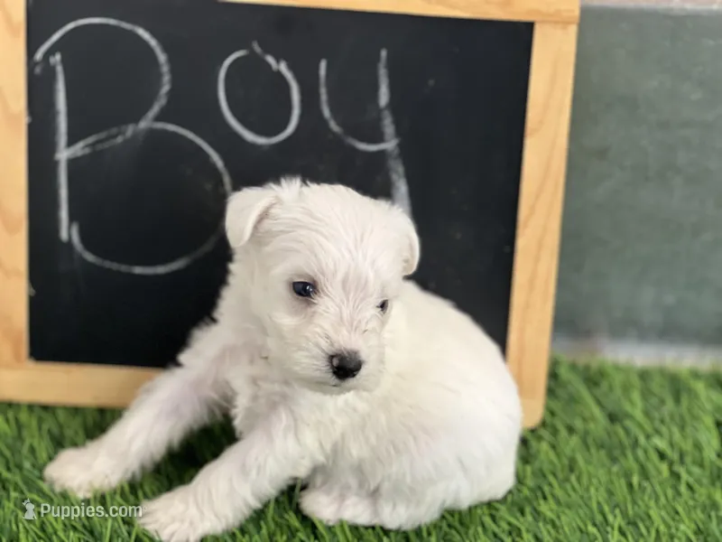 AKC MIKE , a male Miniature Schnauzer for sale in Red Springs, NC – Photo 1 of 3
