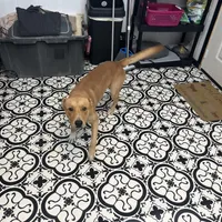 Aries, a male American Pit Bull Terrier and Labrador Retriever for sale in Red Springs, NC – Photo 3 of 3