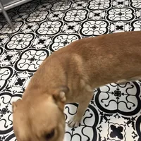 Aries, a male American Pit Bull Terrier and Labrador Retriever for sale in Red Springs, NC – Photo 2 of 3