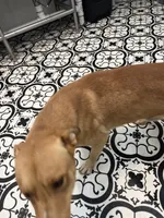 Aries, a male American Pit Bull Terrier and Labrador Retriever for sale in Red Springs, NC – Photo 2 of 3