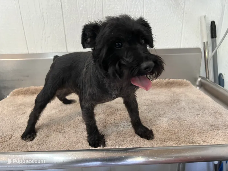 Odin, a male Miniature Schnauzer for sale in Red Springs, NC – 1 of 5