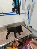 Odin, a male Miniature Schnauzer for sale in Red Springs, NC – 2 of 5