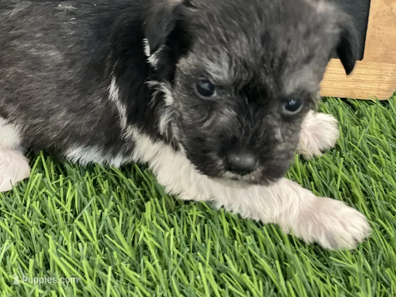 AKC PURPLE , a female Miniature Schnauzer for sale in Red Springs, NC – Photo 1 of 3