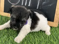 AKC PURPLE , a female Miniature Schnauzer for sale in Red Springs, NC – Photo 3 of 3