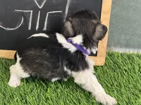 AKC PURPLE , a female Miniature Schnauzer for sale in Red Springs, NC – Photo 2 of 3