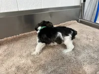 AKC Toy GREEN, a female Miniature Schnauzer for sale in Red Springs, NC – 7 of 8