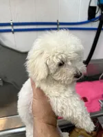 Sarah , a female Maltese for sale in Red Springs, NC – 4 of 5