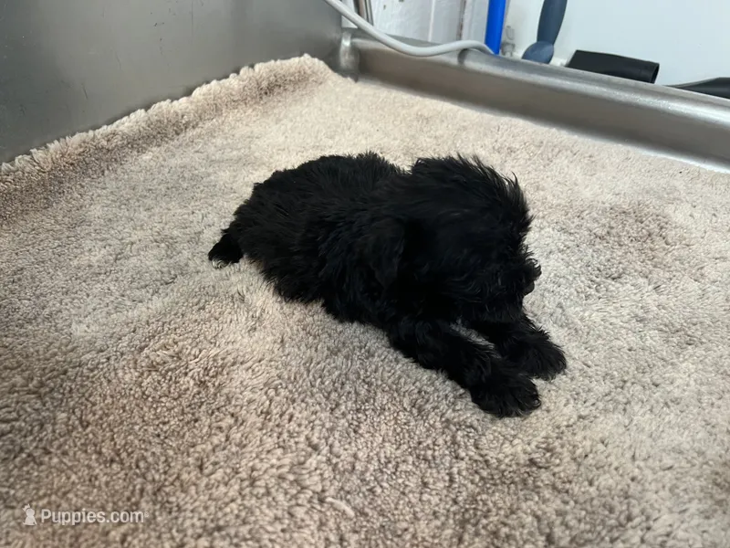 TOY AKC BLACK  – Miniature Schnauzer puppy for sale in Red Springs, NC