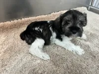 AKC Toy GREEN, a female Miniature Schnauzer for sale in Red Springs, NC – 8 of 8