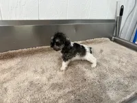 AKC Toy BRI, a female Miniature Schnauzer for sale in Red Springs, NC – 7 of 7