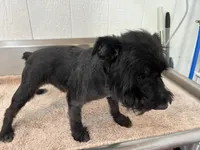 Odin, a male Miniature Schnauzer for sale in Red Springs, NC – 3 of 5