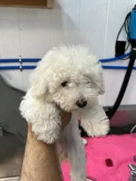 Sarah , a female Maltese for sale in Red Springs, NC – 1 of 5
