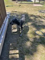 Ragnar AKC/CKC, a male Poodle - Standard  for sale in Red Springs, NC – 6 of 8
