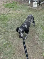 Ragnar AKC/CKC, a male Poodle - Standard  for sale in Red Springs, NC – 4 of 8