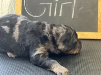 Brownie, a female Goldendoodle for sale in Red Springs, NC – Photo 5 of 7