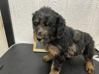 Brownie, a female Goldendoodle for sale in Red Springs, NC – Photo 3 of 7