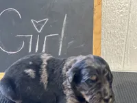 Brownie, a female Goldendoodle for sale in Red Springs, NC – Photo 6 of 7