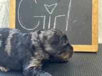 Brownie, a female Goldendoodle for sale in Red Springs, NC – Photo 4 of 7