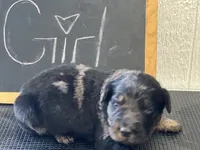 Brownie, a female Goldendoodle for sale in Red Springs, NC – Photo 7 of 7