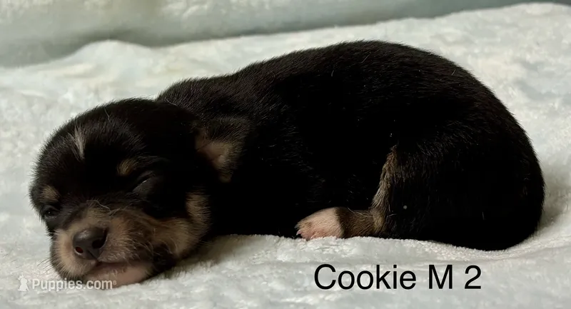 Cookie M 2 – Chihuahua puppy for sale in Headland, AL