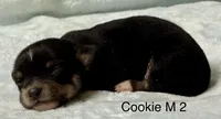 Cookie M 2, a male Chihuahua for sale in Headland, AL – 1 of 1