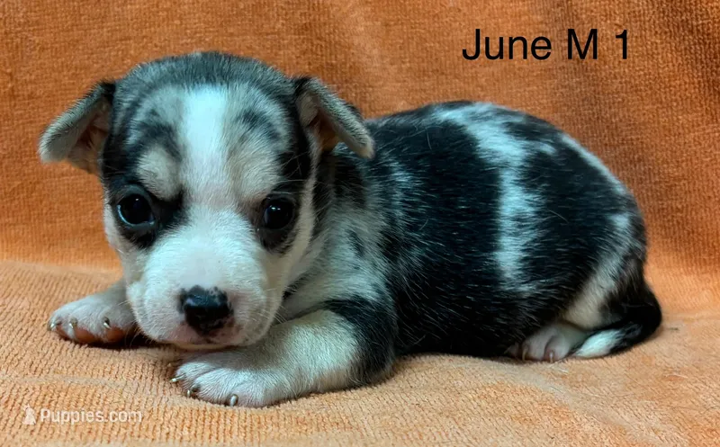 June M 1 – Chihuahua puppy for sale in Headland, AL