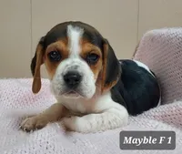 Mayble F 1, a female Beagle for sale in Headland, AL – Photo 1 of 3