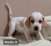 Mayble F 1, a female Beagle for sale in Headland, AL – Photo 2 of 3
