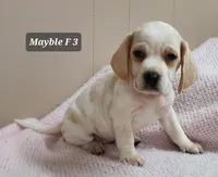Mayble F 1, a female Beagle for sale in Headland, AL – Photo 3 of 3
