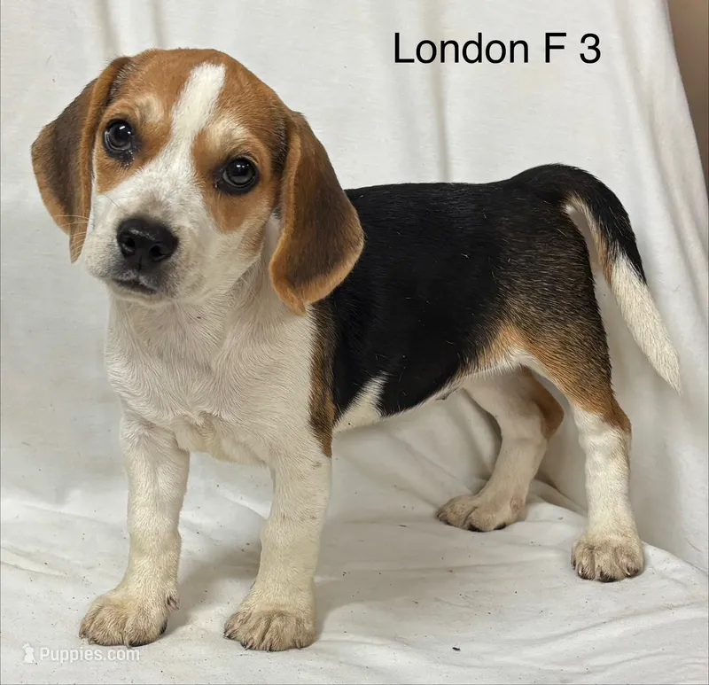 London F 3 – Beagle puppy for sale in Headland, AL