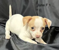 June F 1, a female Chihuahua for sale in Headland, AL – 1 of 4