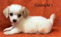 Cookie M 1, a male Chihuahua for sale in Headland, AL – 1 of 1