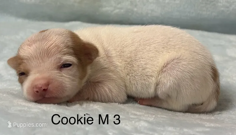 cookie M 3 – Chihuahua puppy for sale in Headland, AL