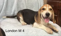 London M 4, a male Beagle for sale in Headland, AL – 1 of 4