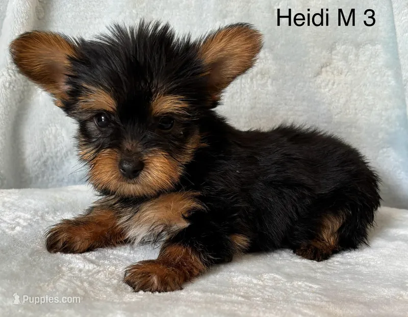 Heidi M 3  – Yorkshire Terrier puppy for sale in Headland, AL