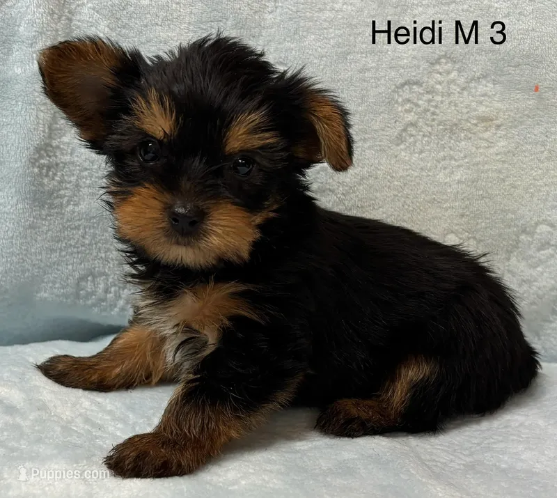Heidi M 3  – Yorkshire Terrier puppy for sale in Headland, AL