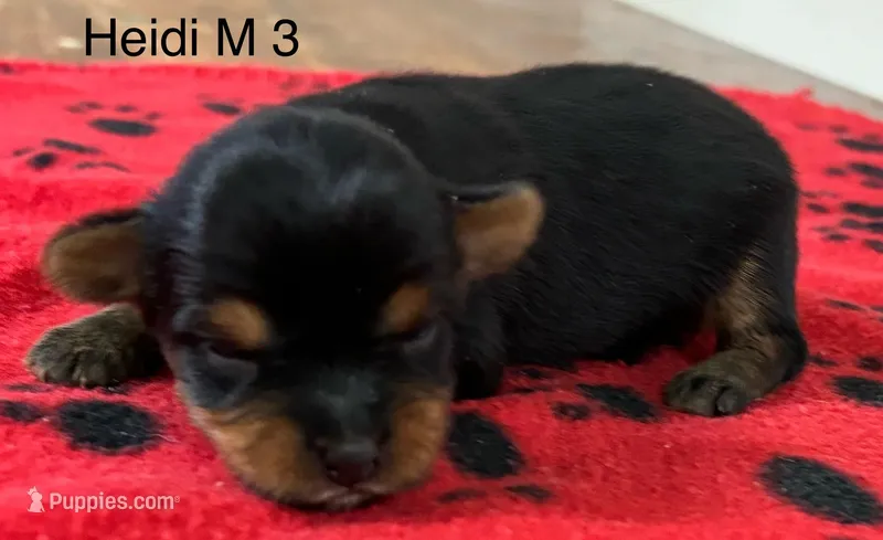 Heidi M 3  – Yorkshire Terrier puppy for sale in Headland, AL