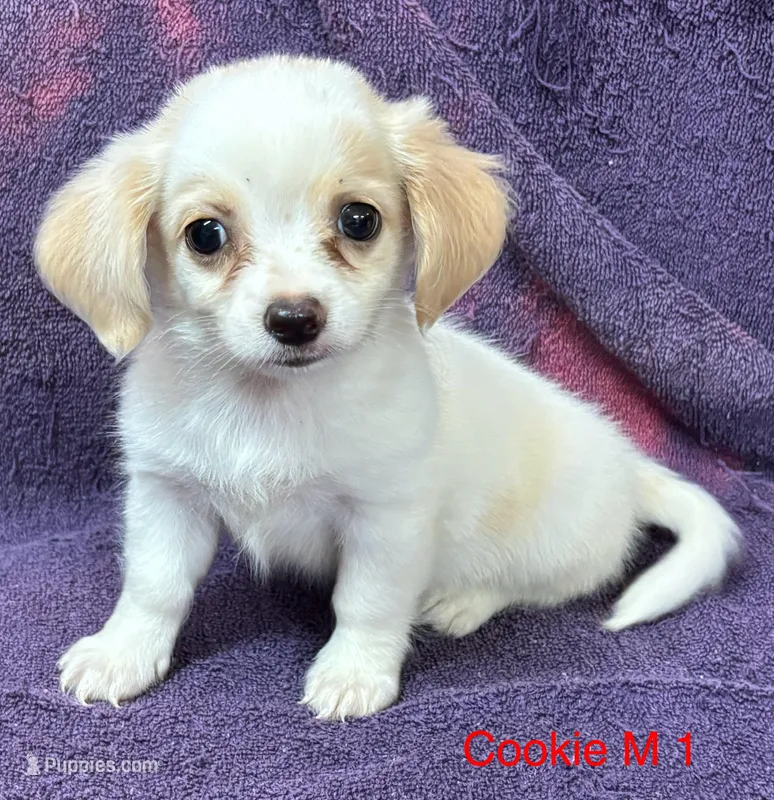 Cookie M 1 – Chihuahua puppy for sale in Headland, AL